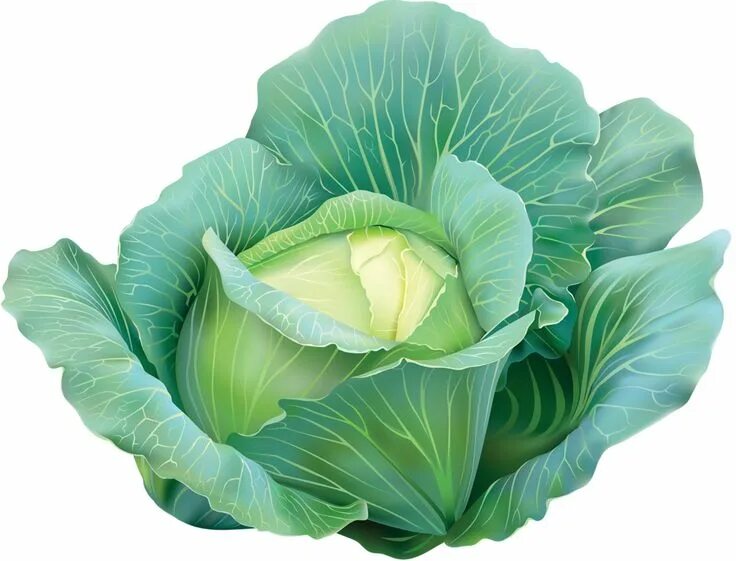 Капуста фото картинки для детей Капуста Healthy vegetables, Cabbage, Vegetables