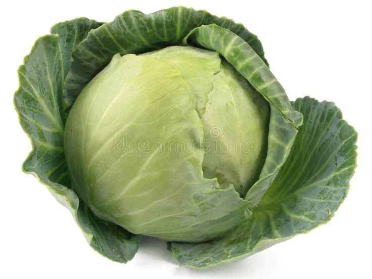 Капуста фото картинки для детей Cabbage Head stock photo. Image of head, vitamin, vegetarian - 13917604 Cabbage,