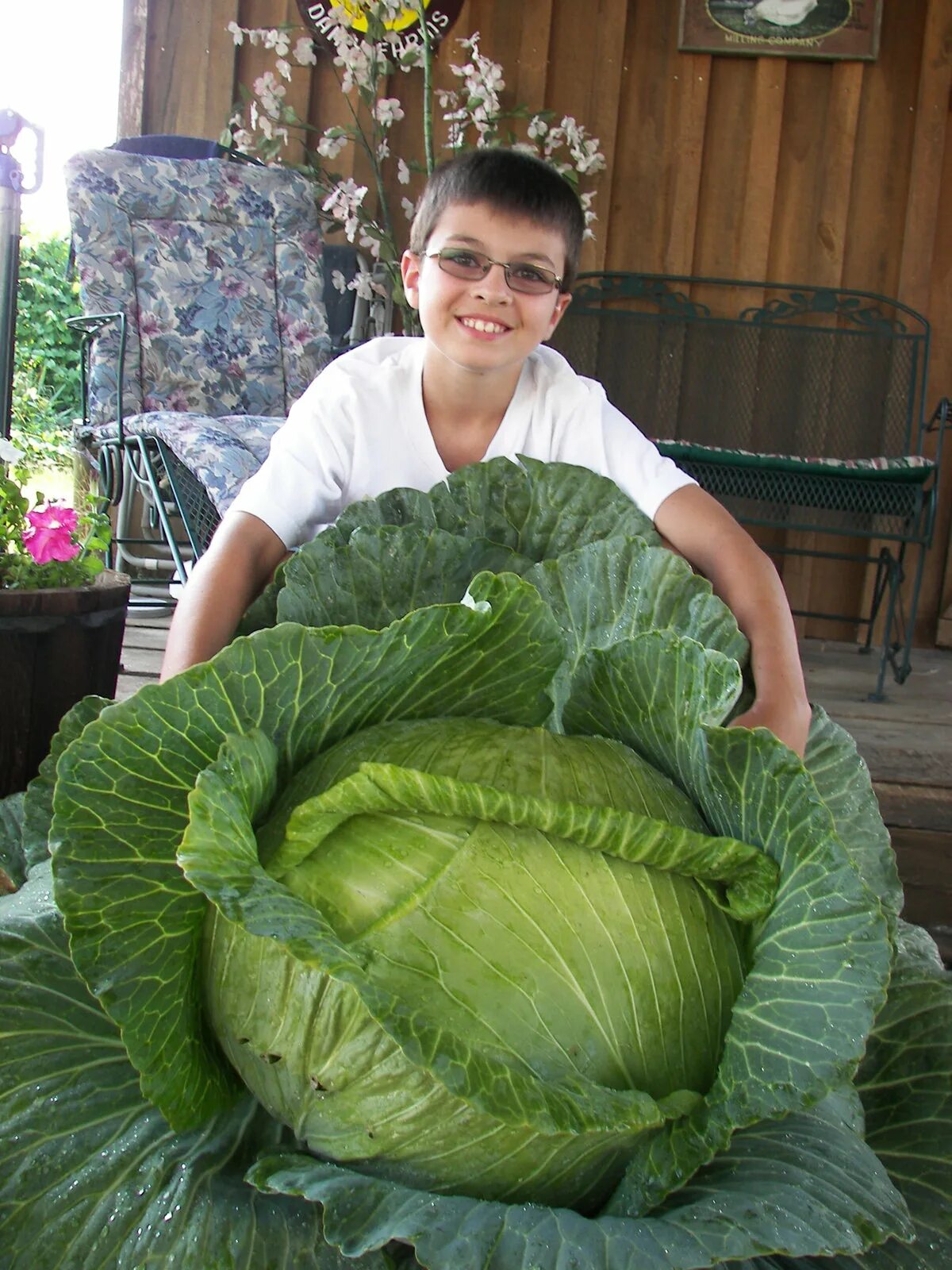 Капуста фото людей Organic veggie classes; cabbage competition for third-graders; Master Gardener 1