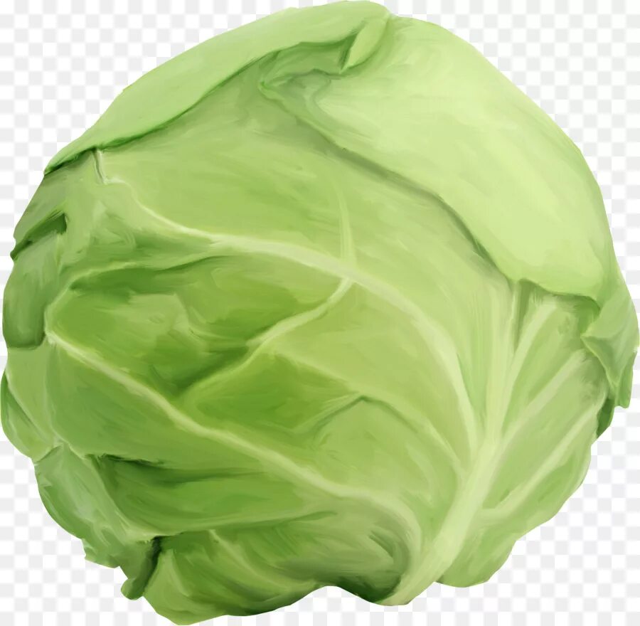 Капуста фото на белом фоне Cabbage - Green Leaf Background - CleanPNG / KissPNG