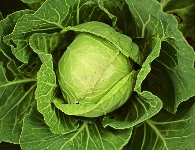 Капуста фото с названиями Fresh Vegetables - Cabbage in the Garden Stock Image - Image of cabbage, horizon