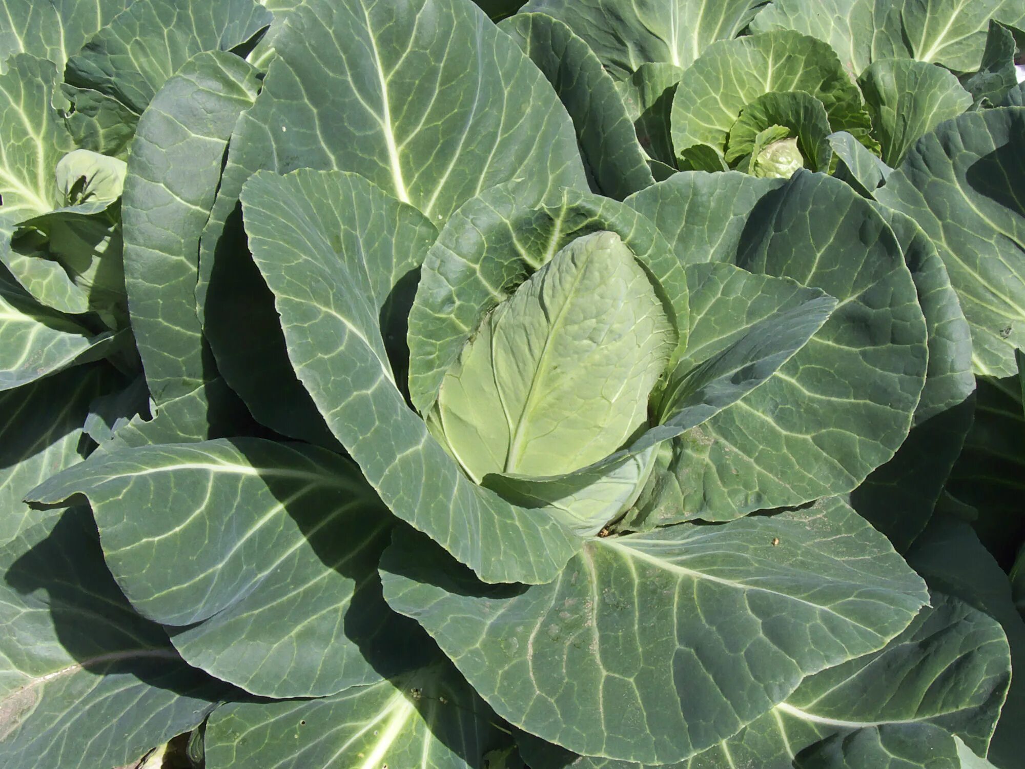 Капуста фото с названиями File:Brassica oleracea convar. capitata var. alba, spitskool (1).jpg - Wikimedia