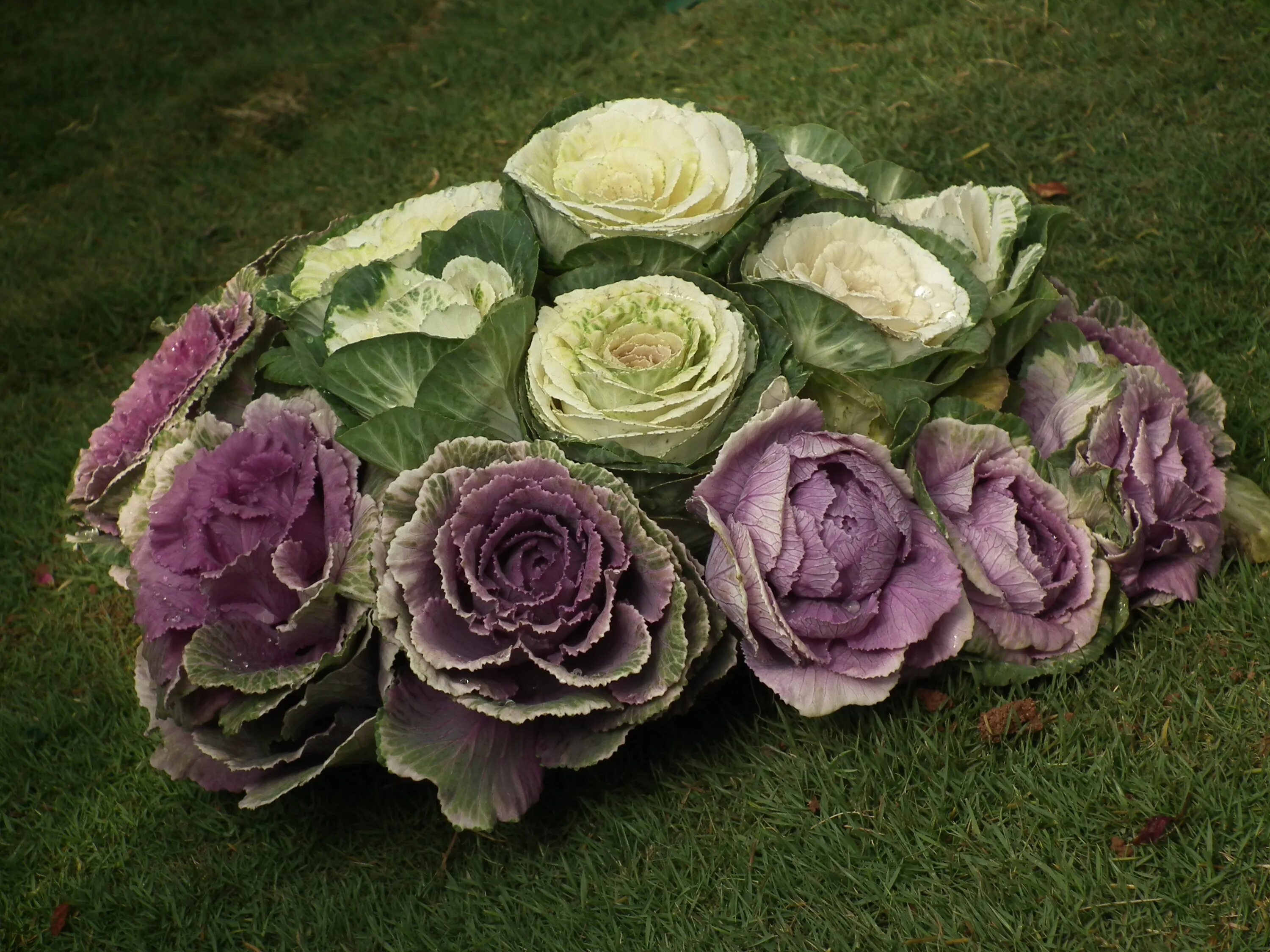 Капуста фото цветов File:Brassica oleracea from lalbagh 1743.JPG - Wikimedia Commons