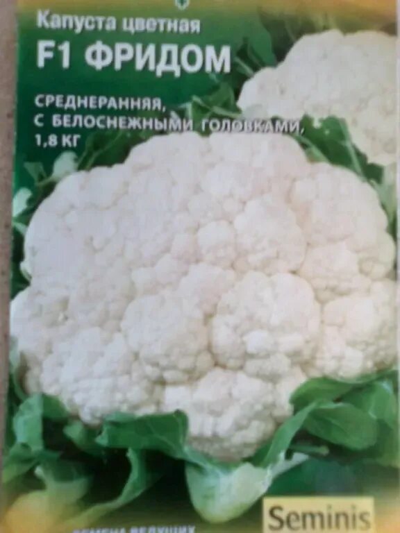 Капуста фридом фото Капуста цветная Фридом F1 - описание семян с фотографиями растения. Отзывы покуп