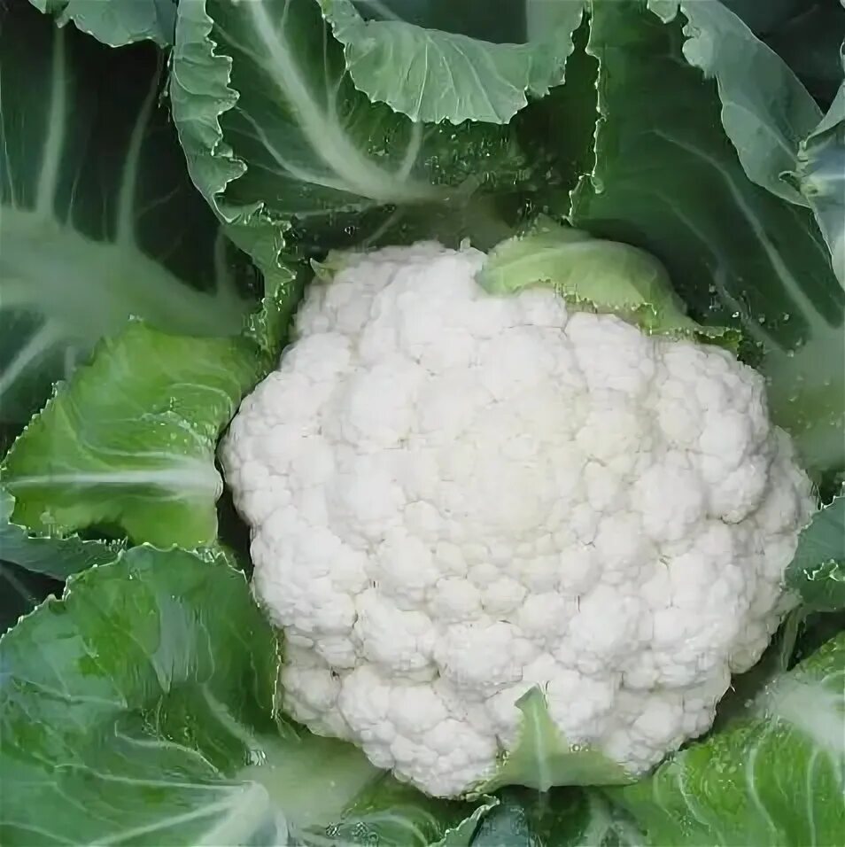 Капуста фридом фото Капуста alexagro капуста б/к - купить по выгодным ценам в интернет-магазине OZON