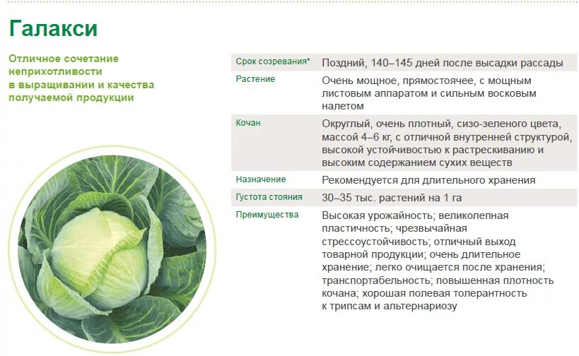 Капуста галакси описание сорта фото отзывы Галакси капуста HeatProf.ru