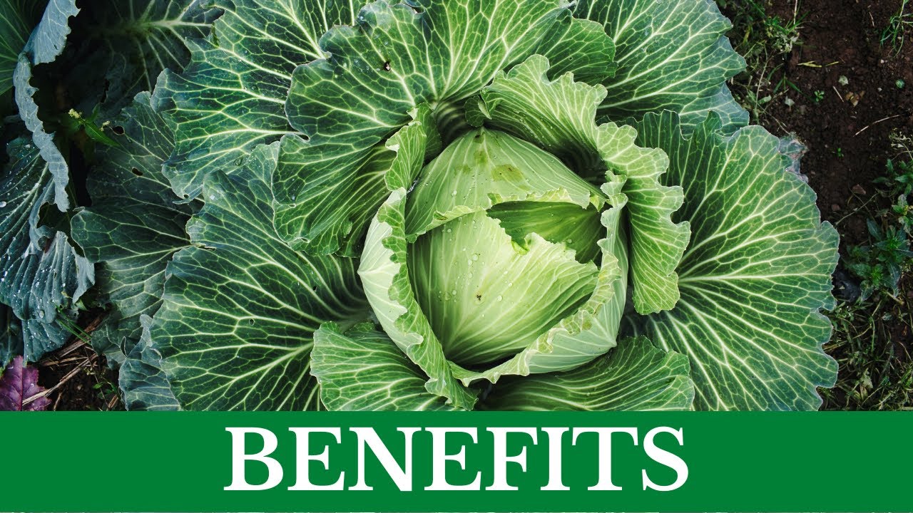 Капуста герцогиня описание сорта фото 10 Reasons to drinking Cabbage juice - YouTube