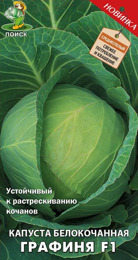 Капуста герцогиня описание сорта фото Семена Поиск Капуста белокочанная Графиня F1 А, 0,2 г: купить в Москве, цена 28 