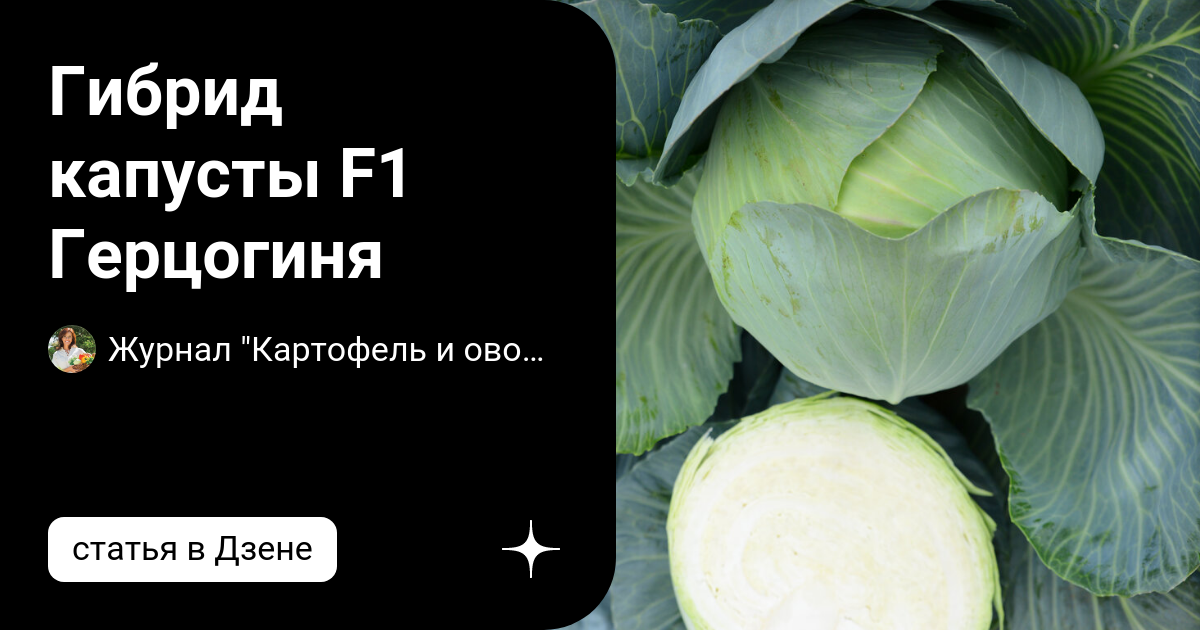 Капуста герцогиня описание сорта фото Гибрид капусты F1 Герцогиня Журнал "Картофель и овощи" Дзен