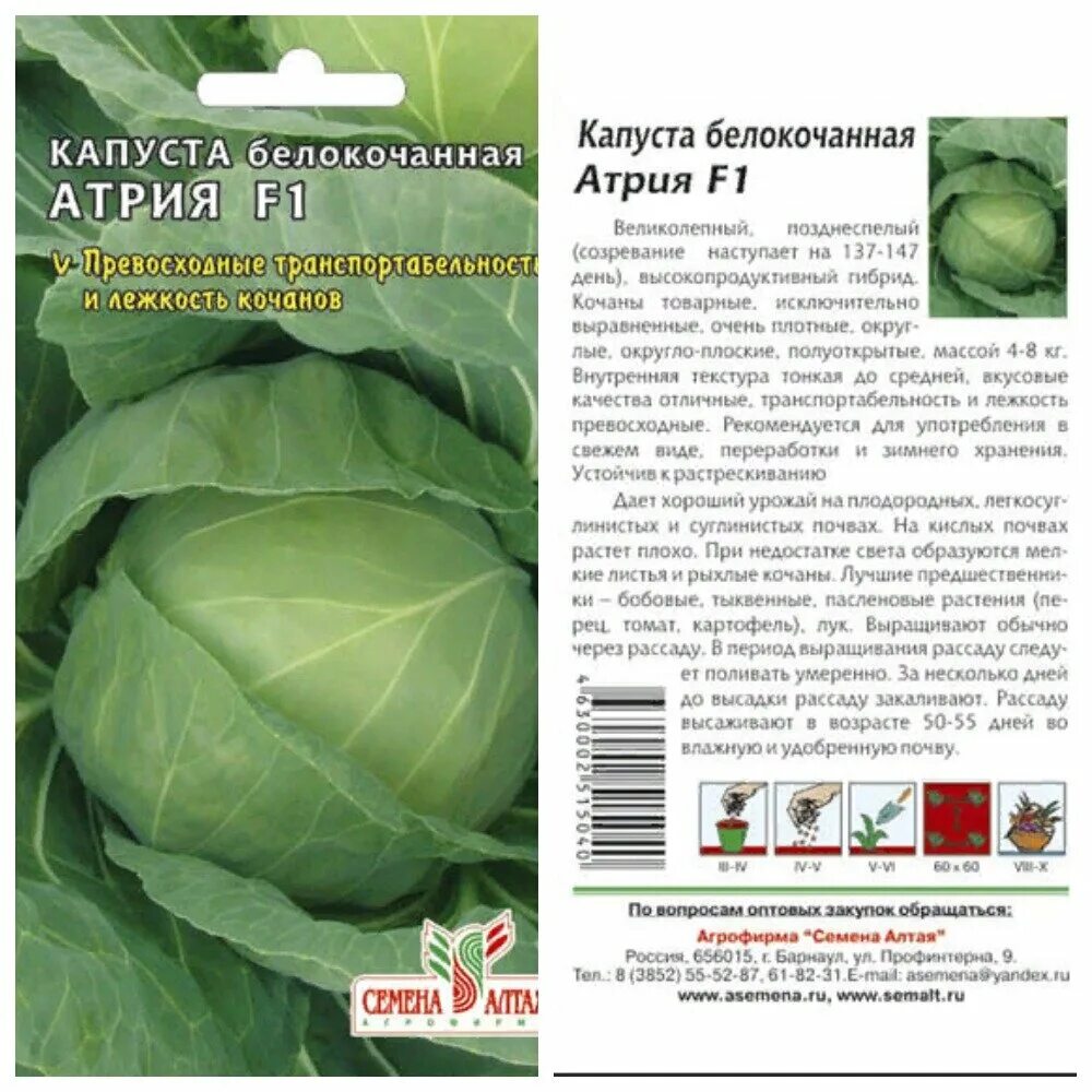 Капуста герцогиня описание сорта фото Описание и характеристика капусты сорта Атрия Азбука огородника Дзен