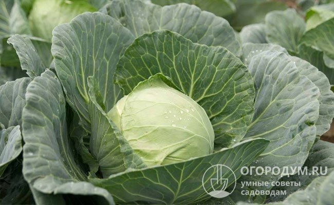Капуста герцогиня описание сорта фото отзывы Капуста слава описание сорта фото отзывы садоводов фото