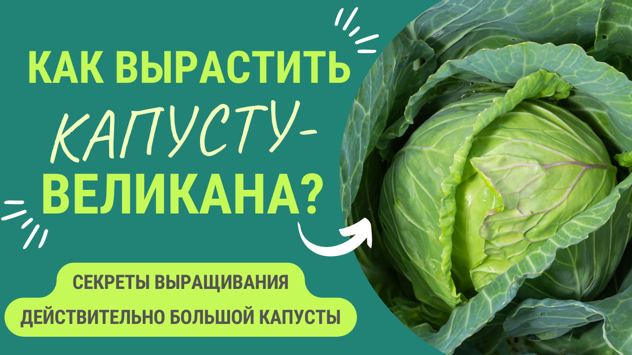 Капуста гигант описание сорта фото КАК ВЫРАСТИТЬ КАПУСТУ - ВЕЛИКАНА? - смотреть видео онлайн от "Умное хозяйство" в