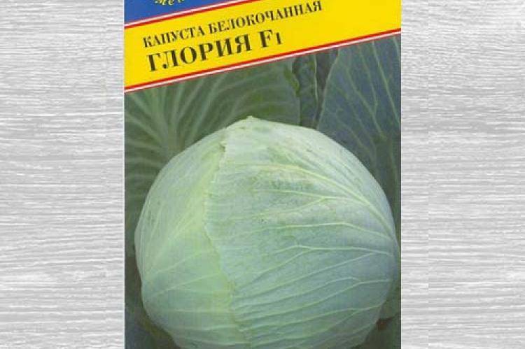 Капуста глория описание сорта фото Капуста Глория F1: описание, фото, отзывы
