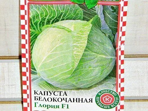 Капуста глория описание сорта фото отзывы Как вырастить рассаду капусты дома или в парнике