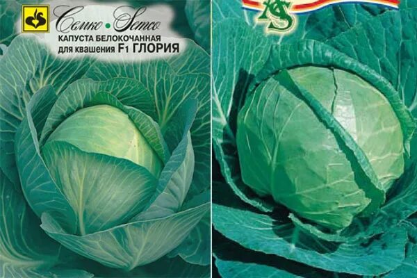 Капуста глория описание сорта фото отзывы садоводов Капуста Глория: описание сорта, фото, отзывы, характеристика, достоинства и недо