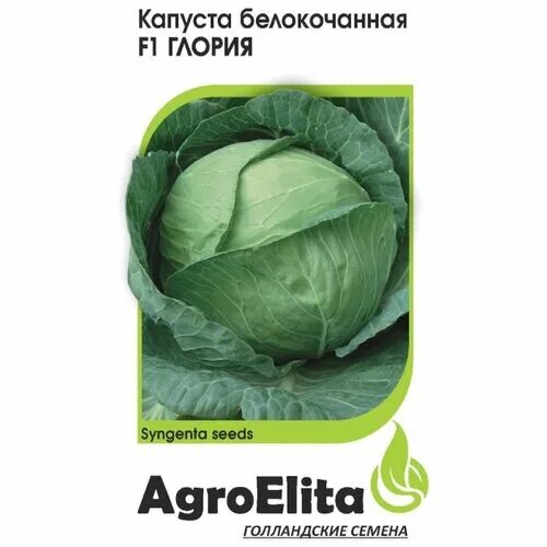 Капуста глория описание сорта фото отзывы садоводов Семену гавриш agroelita капусту купить в интернет-магазине онлайн с доставкой. Ф