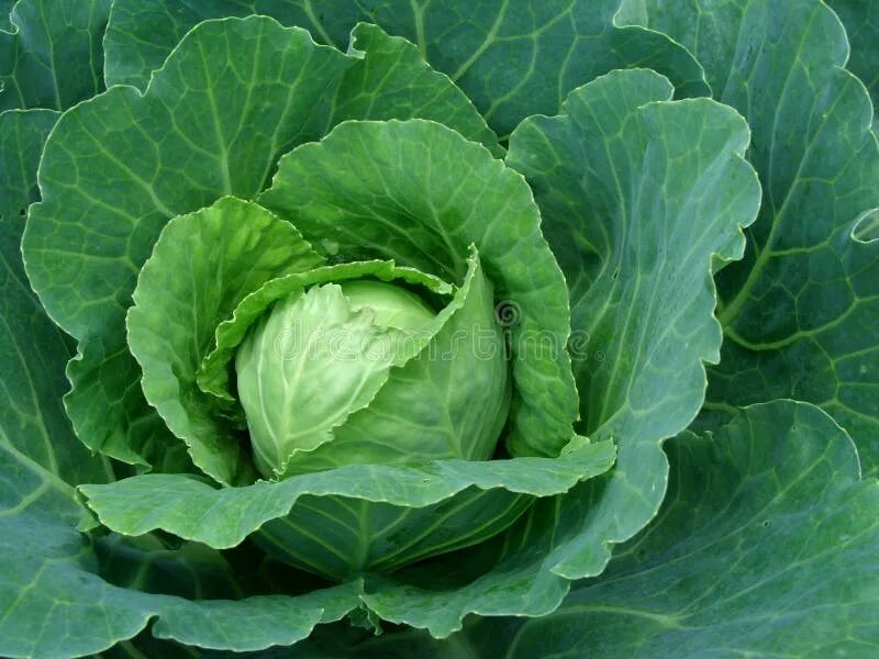 Капуста голова фото Голова капусты на очищенном счетчике Vegetable магазина, и подготавливает для пр