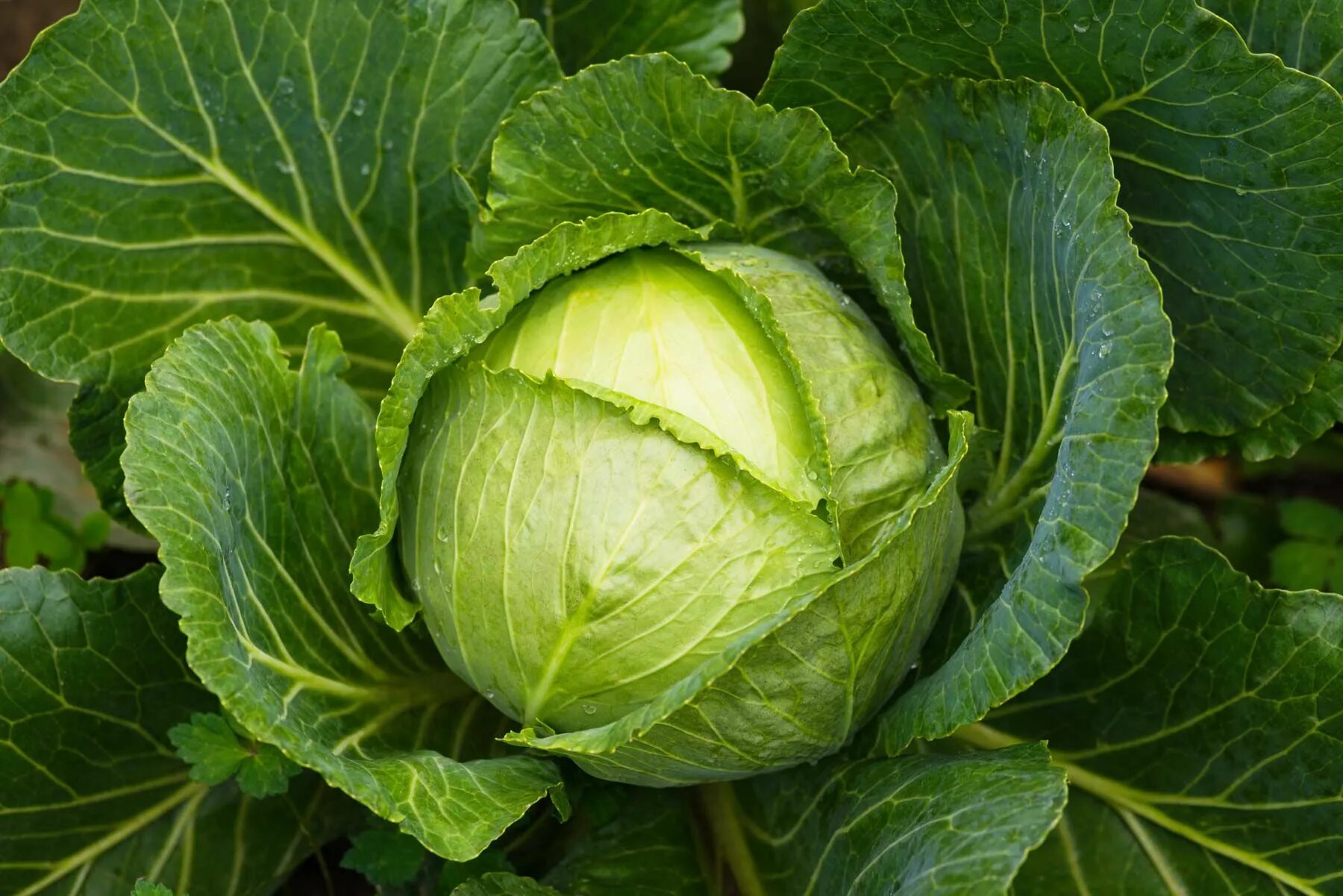 Капуста голова фото Learn how to grow cabbage. The trick to growing cabbage is steady, uninterrupted