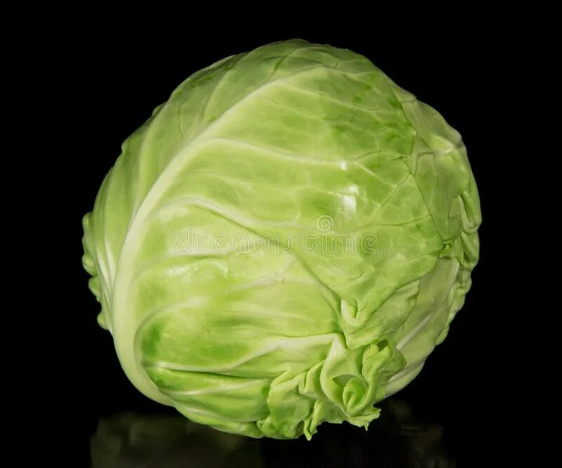 Капуста голова фото White cabbage stock image. Image of kitchen, cabbage - 35309519