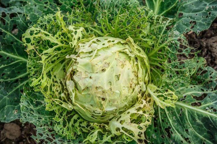 Капуста голова фото Insecticides are substances used to control insect pests. There are insecticides