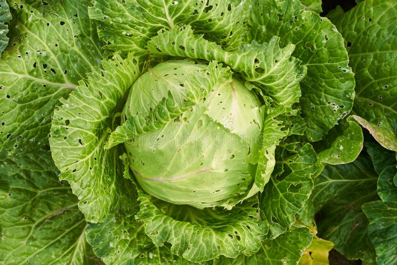 Капуста голова фото Head of Cabbage Cabbage in the Garden, View from Above Stock Image - Image of he