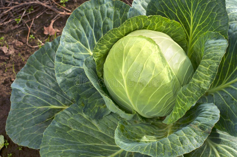 Капуста голова фото Sauerkraut Cabbage Head with Leaves Growing in the Field and Ready To Be Cut, Pi
