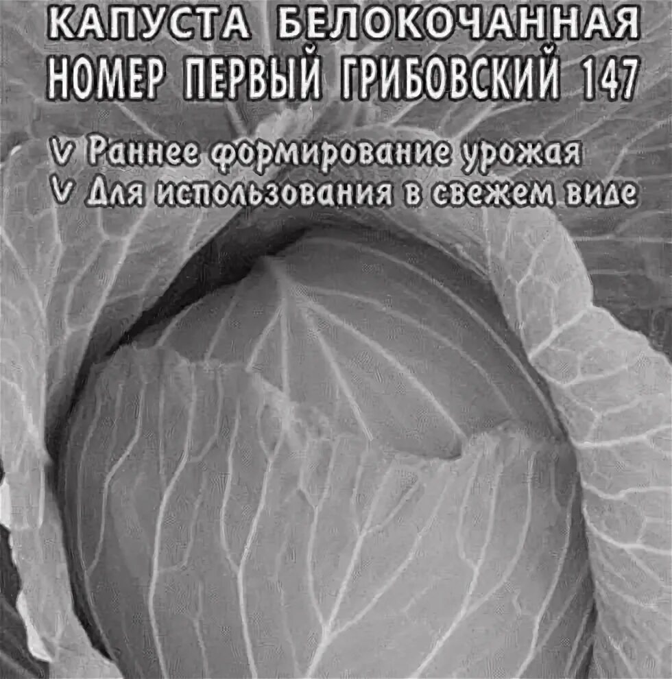 Капуста грибовская описание сорта фото отзывы Картинки КАПУСТА ГРИБОВСКАЯ ФОТО ОТЗЫВЫ
