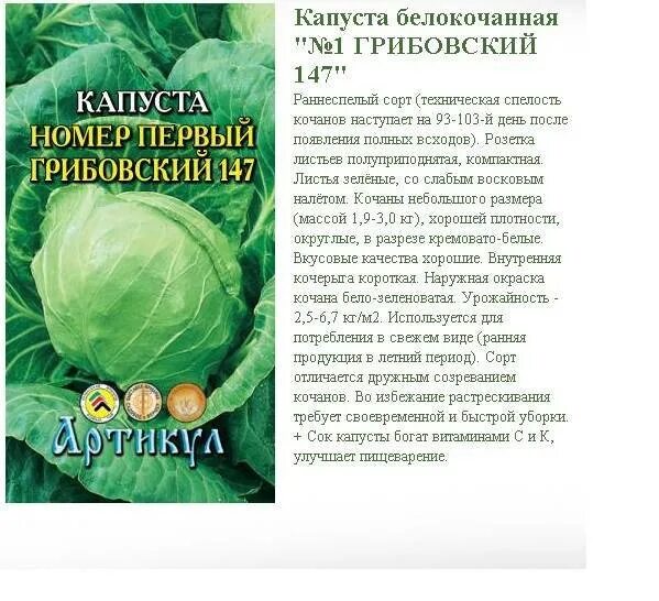 Капуста грибовская описание сорта фото отзывы Номер первый грибовский 147 капуста описание: найдено 77 картинок