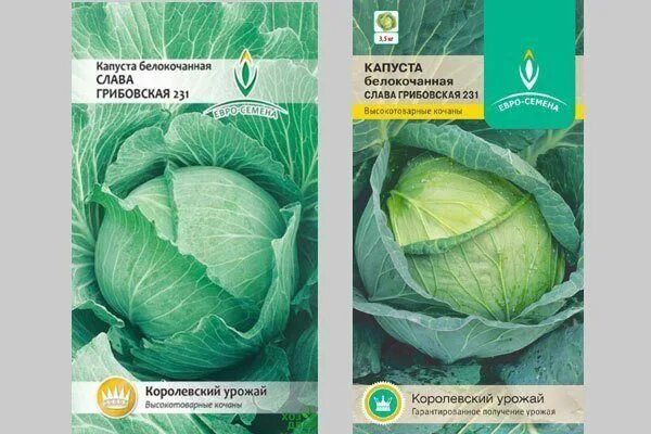 Капуста грибовская описание сорта фото отзывы Капуста Номер первый Грибовский 147 - sadovyimir.ru