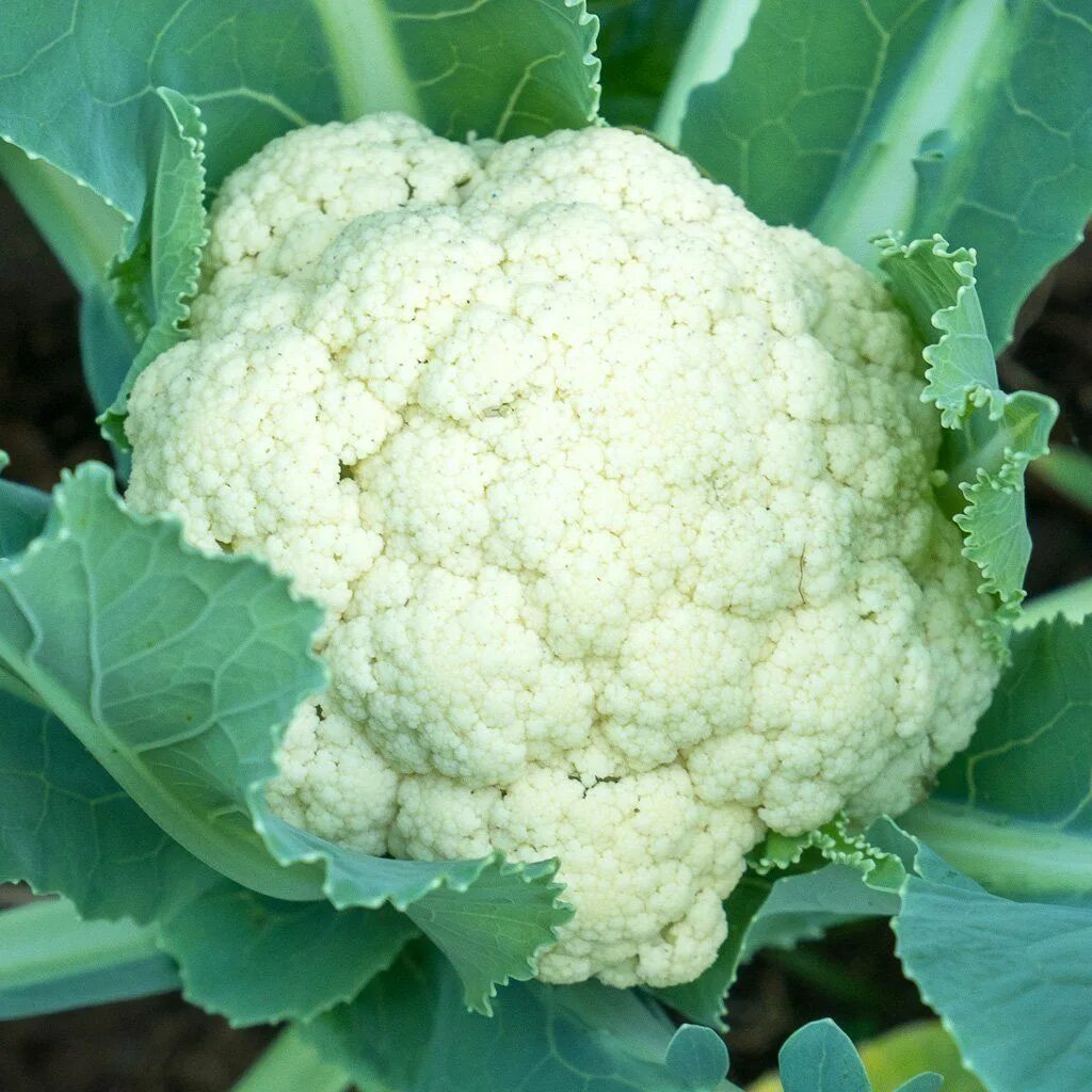 Капуста гудман фото Cauliflower 'Goodman' - (Brassica oleracea 'botrytis')
