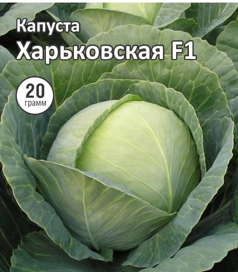 Капуста харьковская фото Харьковская зимняя 20 г