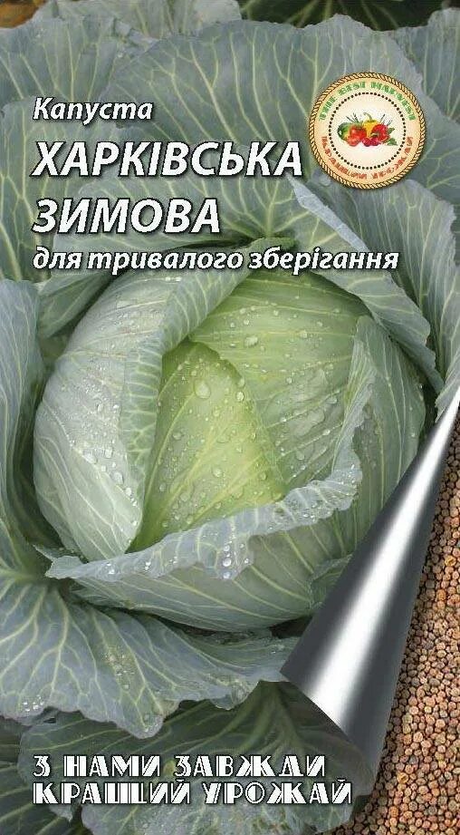Капуста харьковская фото Капуста Харьковская зимняя: характеристика и описание позднеспелого сорта с фото