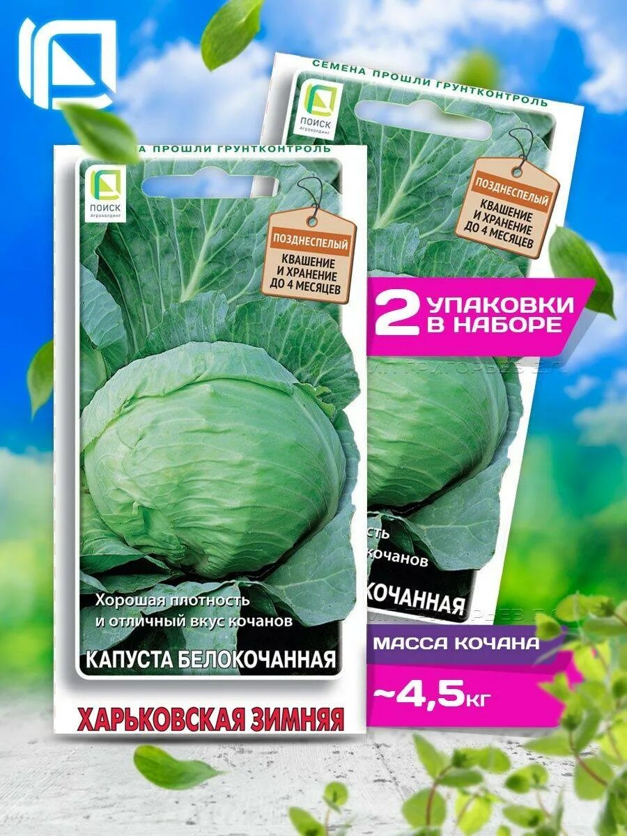 Капуста харьковская зимняя фото Капуста Харьковская зимняя: характеристика и описание позднеспелого сорта с фото