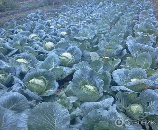Капуста харьковская зимняя фото Отзыв о Семена капуста белокочанной Аэлита "Харьковская зимняя" Сажаем ТЫСЯЧАМИ,