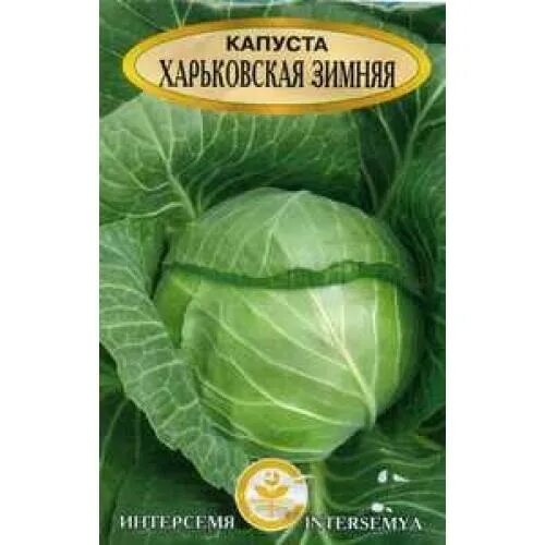 Капуста харьковская зимняя фото Семена белокочанной капусты "Харьковская зимняя": Купить почтой, интернет-магази