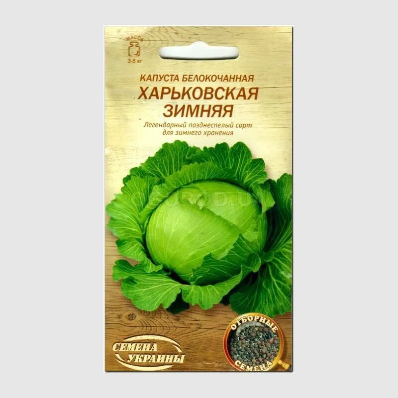 Капуста харьковская зимняя описание сорта фото Капуста Харьковская зимняя: характеристика и описание позднеспелого сорта с фото