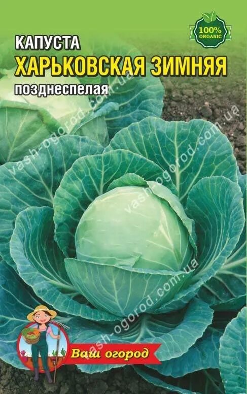 Капуста харьковская зимняя описание сорта фото отзывы Капуста харьковская зимняя описание сорта фото отзывы - MosRosa.ru