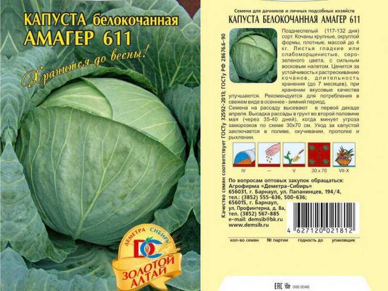 Капуста июньская описание сорта фото Капуста июньская: характеристика и описание сорта, фото кочанов белокочанной и о