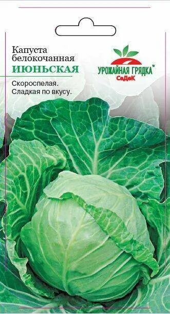 Капуста июньская описание сорта фото Капуста Июньская: купить в Санкт-Петербурге - цена 52 за шт. - Доставка Почтой