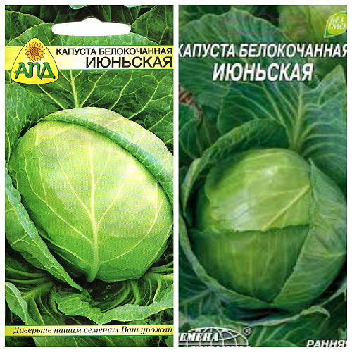 Капуста июньская описание сорта фото Капуста сорт Июньская - описание, отзывы о выращивании День дачника