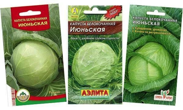 Капуста июньская описание сорта фото Капуста Июньская: когда сеять на рассаду, описание сорта, фото