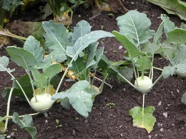 Капуста как редька как называется фото La consociazione degli ortaggi - Idee Green Vegetable garden for beginners, Grow