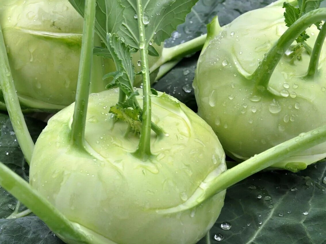 Капуста как редька как называется фото Овощ, который похож на репу, по вкусу как редька, а по цвету как красный лук. Ку