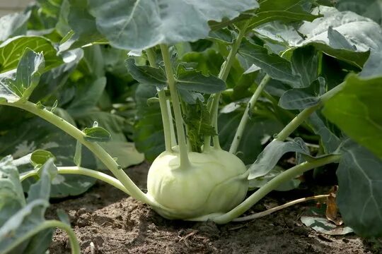 Капуста как редька как называется фото Kohlrabi Зображення - огляд 22,052 Стокові фото, векторні зображення й відео Ado