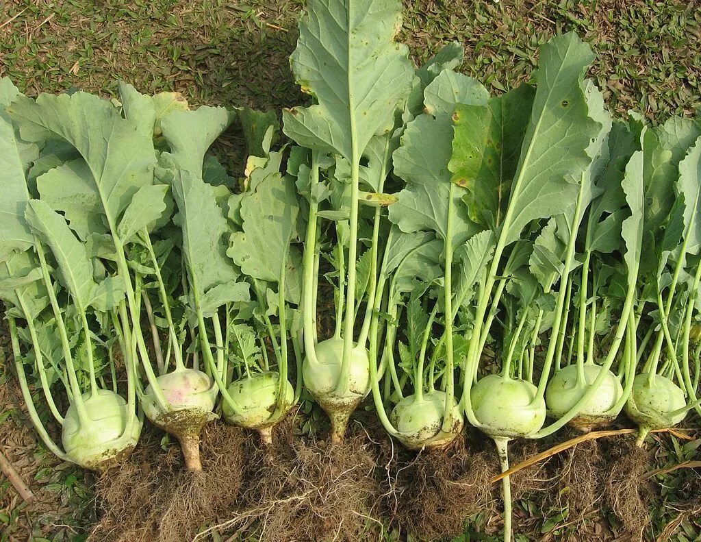Капуста как редька как называется фото 10+ Last Minute Crops to Plant Now for Fall Harvest