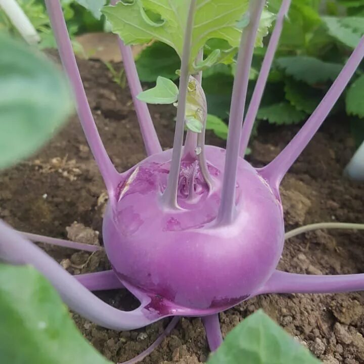 Капуста как редька как называется фото Рассада капуста кольраби Агродекор Мадонна AGRO1184 10 шт. - купить в Москве, це