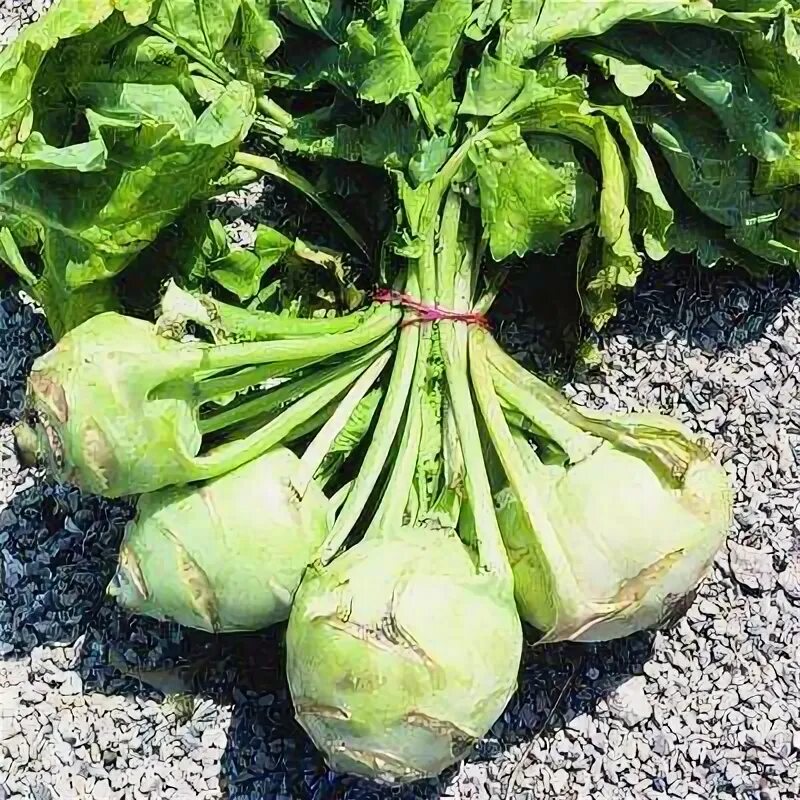 Капуста как репа как называется фото Non-Organic - Part Sun - Kohlrabi - Vegetable Plants - Edible Garden - The Home 