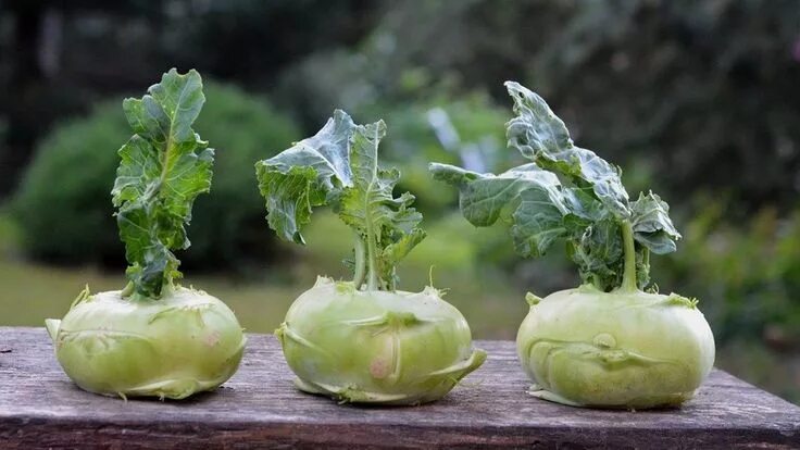 Капуста как репа как называется фото Kohlrabisalat: Leckeres Grundrezept und Variationen Kohlrabi, Kohlrabisalat, Rez