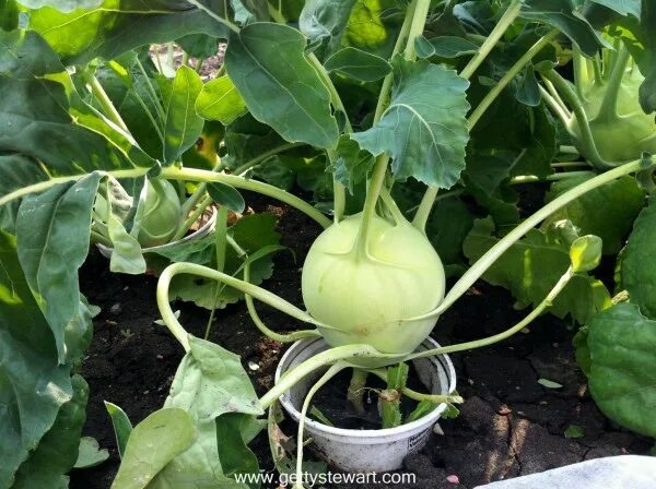 Капуста как репа как называется фото Кольраби - капустная репа, вкусная и полезная