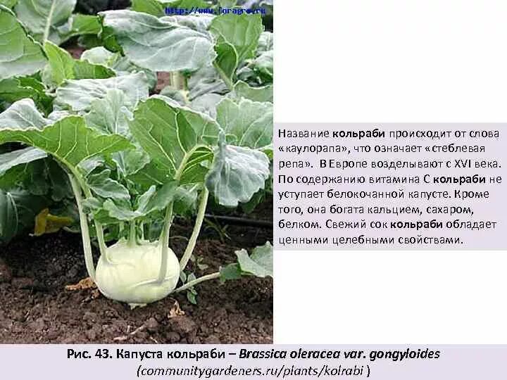 Капуста как репа как называется фото Капуста похожая на репку - CoffeePapa.ru